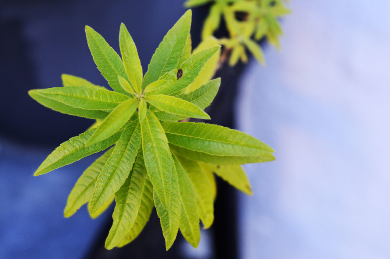 Citron Verbena